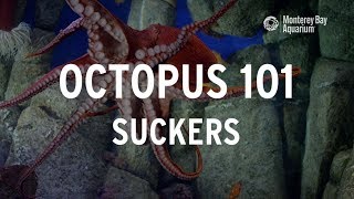 Octopus 101  Suckers [upl. by Pond]