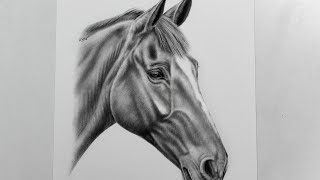 Pferdezeichnung mit Bleistift  Karen Bauer  horse drawing with pencil [upl. by Sheepshanks]