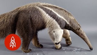 The Giant Anteater Carries On 25 Million Years and Counting [upl. by Zenas268]