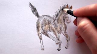 Pferd zeichnen lernen  Fohlen malen  How to draw a Horse  как нарисовать коня лошадь [upl. by Shult]