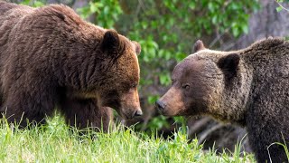 Grizzly Bears Mating in Canadas Rockies [upl. by Aeikan]