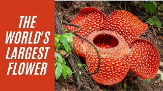 Biggest Flower in the World Rafflesia [upl. by Lemrahs]