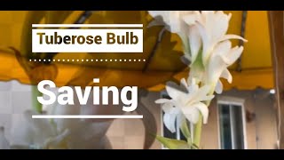 Saving tuberose bulbs [upl. by Kihtrak924]