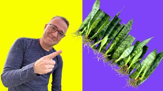 Secrets to Snake Plant Propagation How to Propagate Sansevieria [upl. by Nairbo]