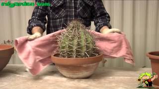 Ferocactus [upl. by Deloris]