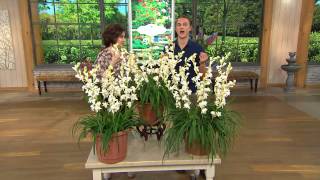 Robertas 6pc Snow White Tuberose Collection with Fertilizer with Rick Domeier [upl. by Horatia]