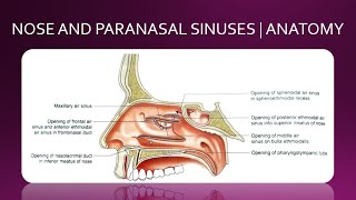 NOSE AND PARANASAL SINUSES  ANATOMY  SIMPLIFIED [upl. by Leone490]