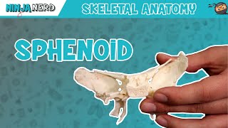 Sphenoid Bone Anatomy [upl. by Hesther]