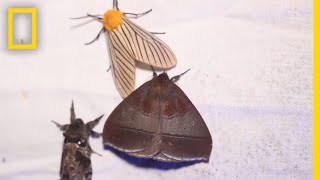 Why Moths are Obsessed with Lamps  National Geographic [upl. by Yregerg837]