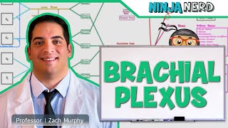 Neurology  Brachial Plexus [upl. by Claudelle]