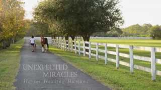 Unexpected Miracles  Horses Healing Humans [upl. by Remat]