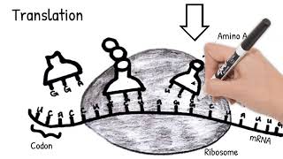 Protein Synthesis Short Simple Science [upl. by Asseret934]