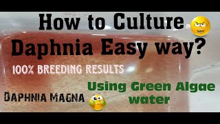 Daphnia MagnaHow to Culture Daphnia Easy wayCulturing Daphnia using Green water Daphnia [upl. by Niko]