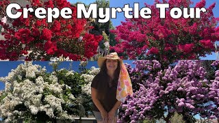 Crepe Myrtle Tree TOUR  Massive Blooms amp Color [upl. by Grimonia862]