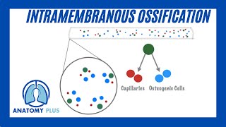 Intramembranous Ossification [upl. by Aratihc456]