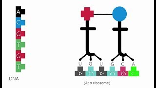 How Protein Synthesis Works [upl. by Assiram]