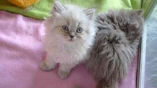 Fair and Square  Selkirk Rex kittens 8 weeks oldavi [upl. by Baerl]