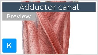 Adductor Canal preview  Location amp Content  Human Anatomy  Kenhub [upl. by Holihs]