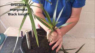 How to Prune amp Propagate your Draceana plants [upl. by Yllim267]