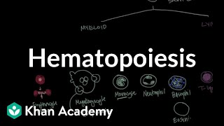 Glycocalyx Structure and Function Explained [upl. by Resaec]