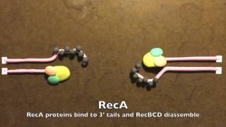 Homologous Recombination in Prokaryotes [upl. by Amorette797]