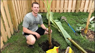 How to Plant a Banana Tree [upl. by Vikki]