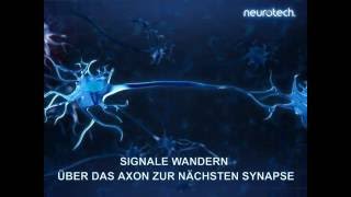 Grundlagen 6 Synapsen neurotech [upl. by Garrik]