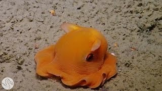 The Dumbo Octopus [upl. by Mercado775]