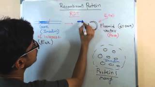 Recombinant protein [upl. by Elstan]