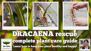 How I saved a Dracaena Marginata  plant care tips [upl. by Deny938]