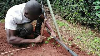 How to install Drip Irrigation [upl. by Aynos]