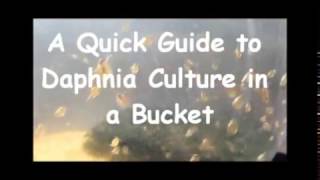 How to culture daphnia outside [upl. by Carlina]