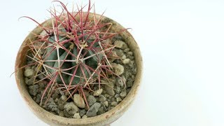 Ferocactus gracilis [upl. by Norted]