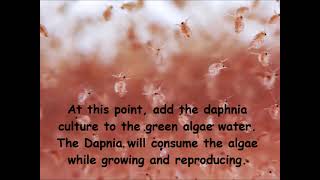 Daphnia  How to grow daphnia in your home [upl. by Allicsirp]