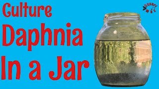 How to Culture Daphnia in a Jar [upl. by Olenolin]