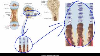 Endochondral Ossification [upl. by Treblih]