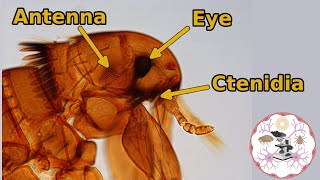 Microscopic Flea Anatomy [upl. by Amlus344]