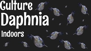 How to Culture Daphnia [upl. by Koerlin]