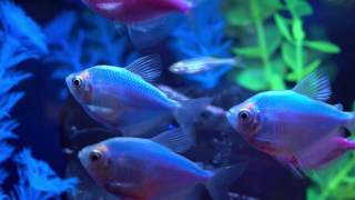 Tetra® – How To Get The Most Vibrant GloFish® Tank [upl. by Eniluap]