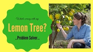 Whats wrong with my lemon tree  Lemon Tree Diseases amp Problem Solver  The Gardenettes [upl. by Bertilla]