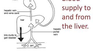 Liver structure and function [upl. by Alpers]