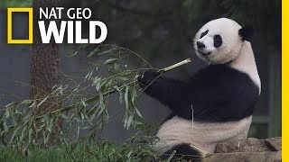 Baby panda nursery  Operation Wild Series 1 Episode 1  BBC [upl. by Oirogerg263]