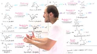 Overview of Glycolysis [upl. by Conal]