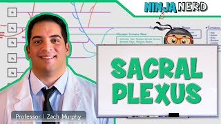 Neurology  Sacral Plexus [upl. by Mcarthur834]