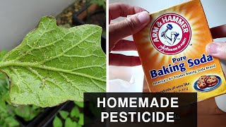 HOMEMADE BAKING SODA PESTICIDE  Combat Aphids in plants and leafy vegetables [upl. by Atews]