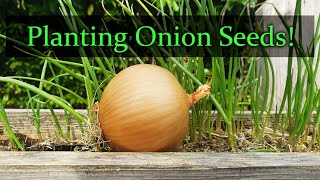 Planting Onion Seeds For Beginners [upl. by Fox]