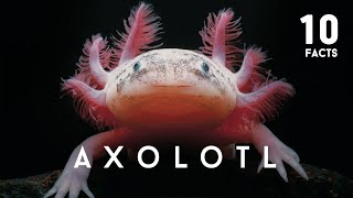 10 Facts About Axolotl [upl. by Anilys207]