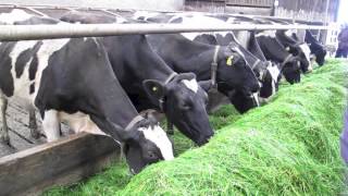 Zero grazing system at the Harpur Farm in Bessbrook [upl. by Davena783]