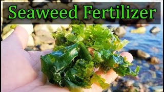 How to Forage Seaweed and Make A Delicious Seasoning Hands On with Milkwood Permaculture [upl. by Nelle]