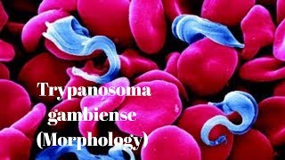 Trypanosoma gambiense  morphology [upl. by Novahc]